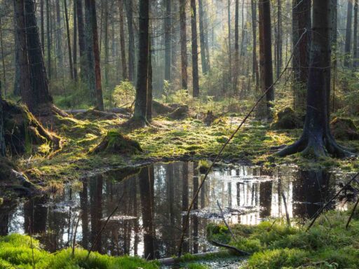 Polska 2050 dotrzymuje słowa. Wycinki najcenniejszych lasów zatrzymane